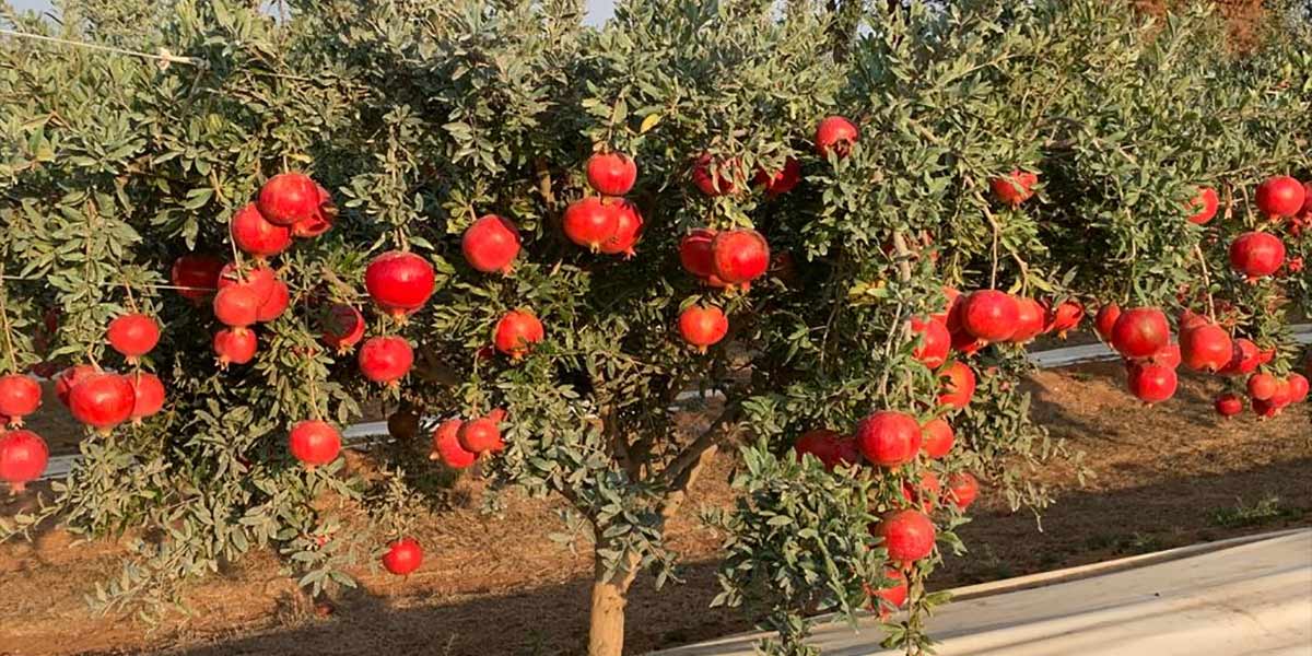 Melagrane, la seconda fioritura salva la stagione
